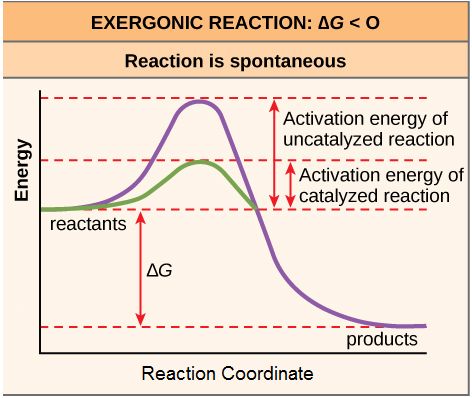 Activation Energy* - Biology LibreTexts