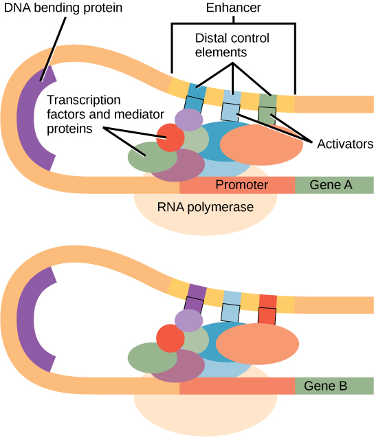 L'expression des gènes eucaryotes est contrôlée par un promoteur immédiatement adjacent au gène et un activateur situé loin en amont. L'ADN se replie sur lui-même, amenant l'activateur à côté du promoteur. Les facteurs de transcription et les protéines médiatrices sont intercalés entre le promoteur et l'activateur. De courtes séquences d'ADN présentes dans l'activateur, appelées éléments de contrôle distaux, lient les activateurs, qui à leur tour lient les facteurs de transcription et les protéines médiatrices liées au promoteur. L'ARN polymérase lie le complexe, permettant ainsi à la transcription de commencer. Différents gènes possèdent des activateurs dotés de différents éléments de contrôle distaux, ce qui permet une régulation différentielle de la transcription.
