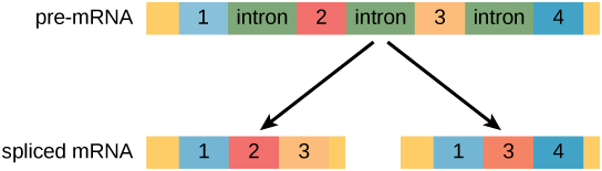 يحتوي الحمض النووي الريبي المسبق على أربعة إكسونات مفصولة بثلاثة أنترونات. يمكن تقسيم ما قبل mRNA بدلاً من ذلك لإنشاء بروتينين مختلفين، لكل منهما ثلاثة إكسونات. يحتوي بروتين واحد على إكسون واحد واثنين وثلاثة. يحتوي البروتين الآخر على إكسونات واحد وثلاثة وأربعة.