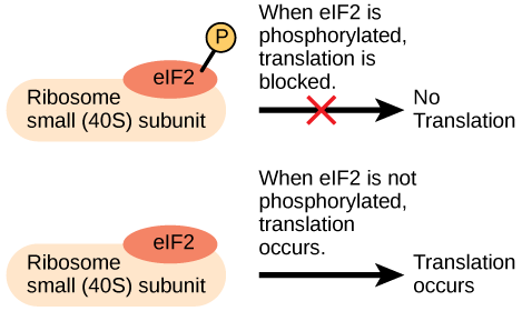 La protéine eIF2 est un facteur de traduction qui se lie à la petite sous-unité du ribosome 40S. Lorsque l'eIF2 est phosphorylé, la traduction est bloquée.