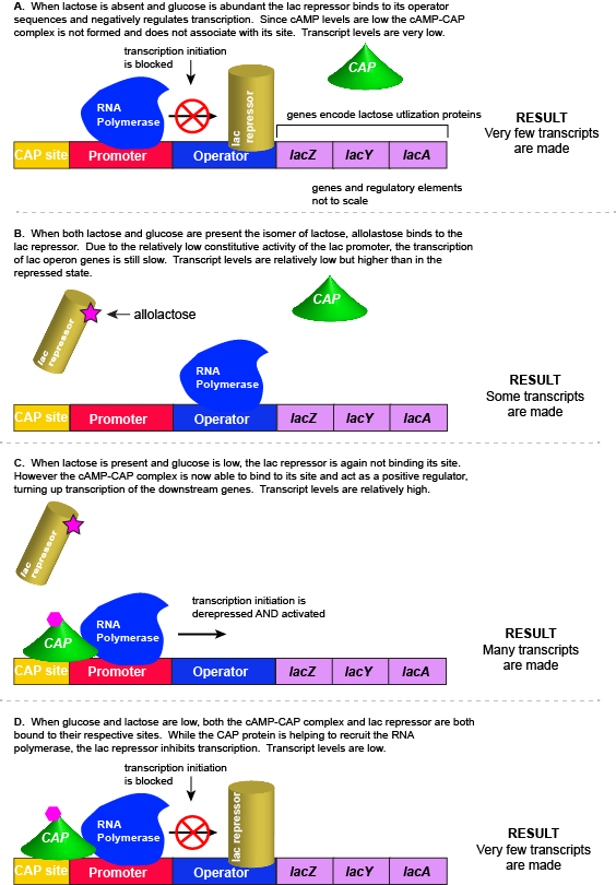 lac-operon-schematic.png