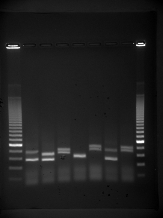 照片显示了在紫外线下照亮的琼脂糖凝胶。 凝胶包含从左到右的九条通道。 每条通道都装有包含不同大小的 DNA 片段的样本，这些片段在从上到下穿过凝胶时会分开。 DNA 在黑色背景上呈现为细长的白色条带。 一号和九号通道包含来自DNA标准的许多波段。 这些带子向顶部间隔得很紧，在凝胶下方间隔得更远。 二至八通道各包含一个或两个波段。 其中一些带的大小相同，进入凝胶的距离相同。 其他跑步距离略有不同，表明大小差异很小。