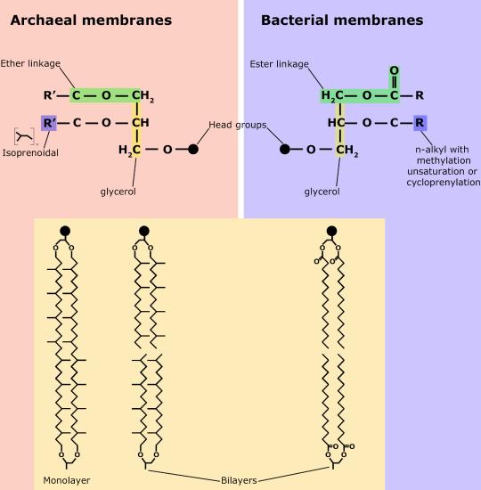 membranes2.jpg