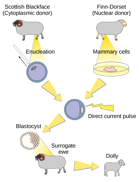 Pour cloner Dolly la brebis, un mouton Blackface écossais a été utilisé comme donneur de cytoplasme. Les œufs de ce mouton ont été extraits et le noyau retiré. Un mouton Finn-Dorset a été utilisé comme donneur nucléaire. Des noyaux ont été extraits de cellules mammaires et un courant électrique continu a été utilisé pour fusionner l'ADN nucléaire avec l'ovule du donneur. On a ensuite laissé l'ovule se diviser jusqu'au stade de blastocyste, dans lequel une sphère de cellules contient un groupe de cellules sur un côté. Le blastocyste a été implanté chez une mère porteuse, ce qui a donné naissance à Dolly la brebis.