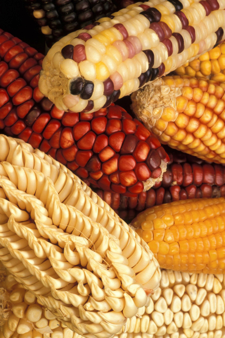 照片显示了不同颜色的玉米棒，包括黄色、白色、红色以及这些颜色的混合物。