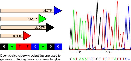 The left part of this illustration shows a parent strand of DNA with the sequence GATTCAGC, and four daughter strands, each of which was made in the presence of a different dideoxynucleotide: ddATP, ddCTP, ddGTP, or ddTTP. The growing chain terminates when a ddNTP is incorporated, resulting in daughter strands of different lengths. The right part of this image shows the separation of the DNA fragments on the basis of size. Each ddNTP is fluorescently labeled with a different color so that the sequence can be read by the size of each fragment and its color. 