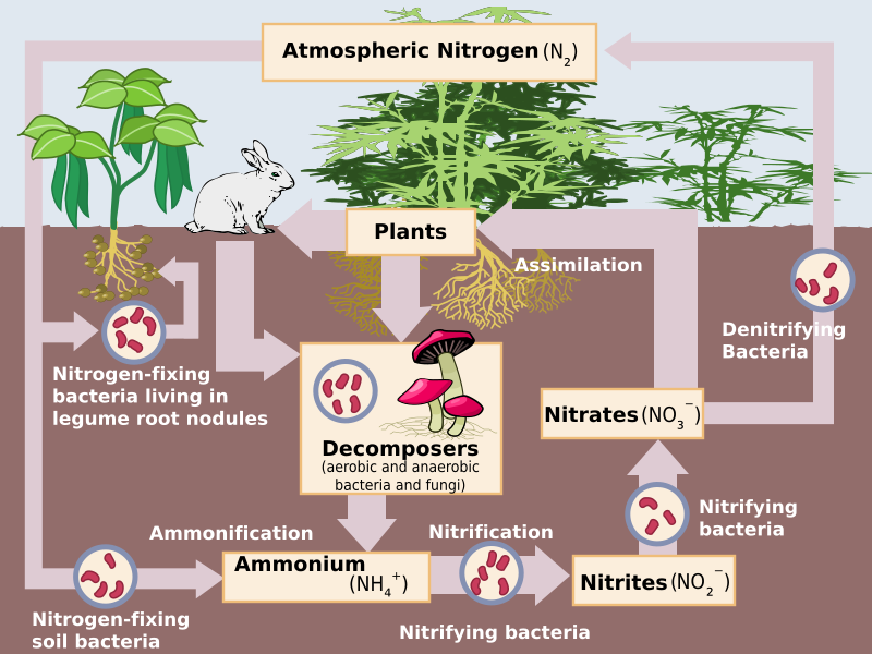 Una sección de suelo con plantas y animales en la superficie muestra cada paso del ciclo del nitrógeno.