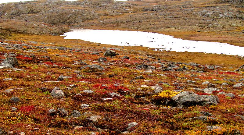 Un charco de agua rodeado de liquen rojo y naranja, plantas de bajo crecimiento y rocas dispersas