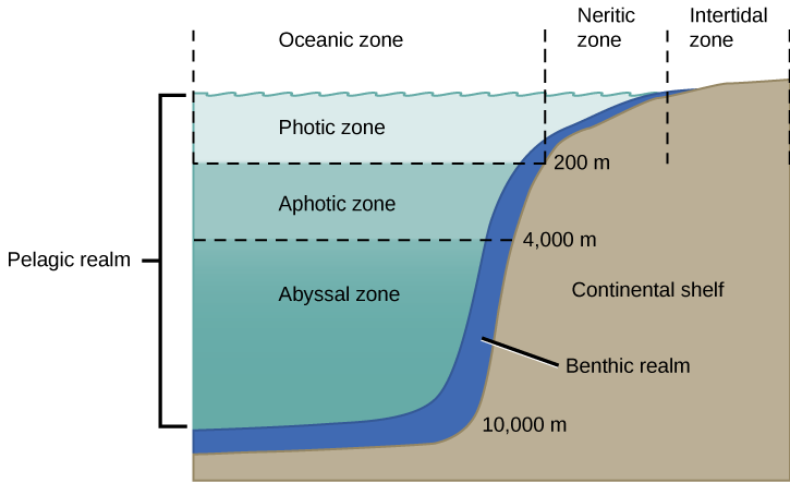 Sección del océano que muestra las zonas fóticas, afóticas y abisales de arriba a abajo y las zonas intermareales, neríticas y oceánicas de tierra a agua.