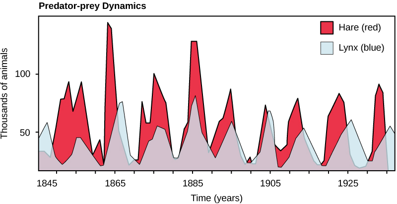 Graph of predator-prey dynamics showing fluctuating lynx and hare populations over time