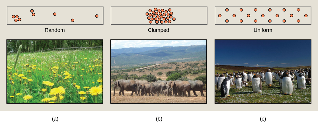 Ejemplos de distribuciones poblacionales aleatorias, agrupadas y uniformes con dientes de león, elefantes y pingüinos, respectivamente.