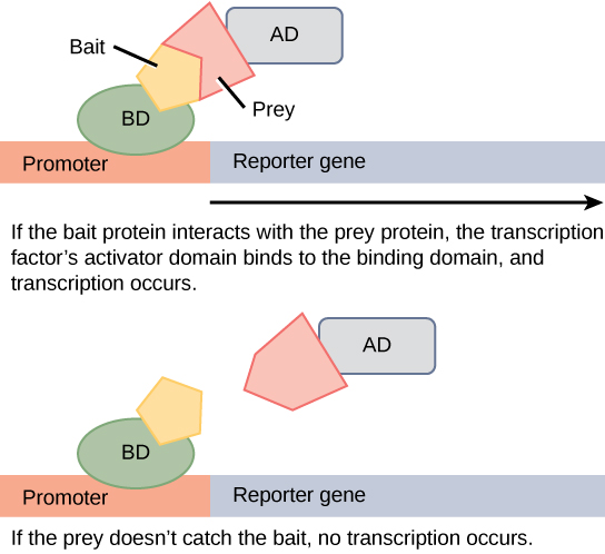 Lors du criblage à deux hybrides, le domaine de liaison d'un facteur de transcription est séparé du domaine activateur. Une protéine appât est attachée au domaine de liaison à l'ADN d'un facteur de transcription, et une protéine proie est attachée au domaine activateur. Si la proie attrape l'appât (en d'autres termes, s'y lie), la transcription d'un gène rapporteur se produit. Si la proie n'attrape pas l'appât, aucune transcription n'a lieu. Les scientifiques utilisent cette activation transcriptionnelle pour déterminer si une interaction entre l'appât et la proie s'est produite.