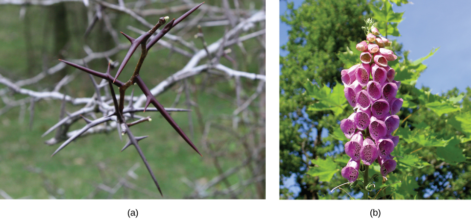 Sharp brown thorns project from a honey locust branch (left). A stalk of tubular, magenta foxglove flowers with white and purple markings (right).