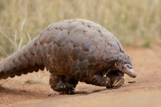 A pangolin features dark brown scales and narrow head