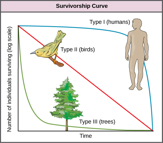 Gráfico del número de individuos que sobreviven a cada edad, mostrando tres curvas de supervivencia