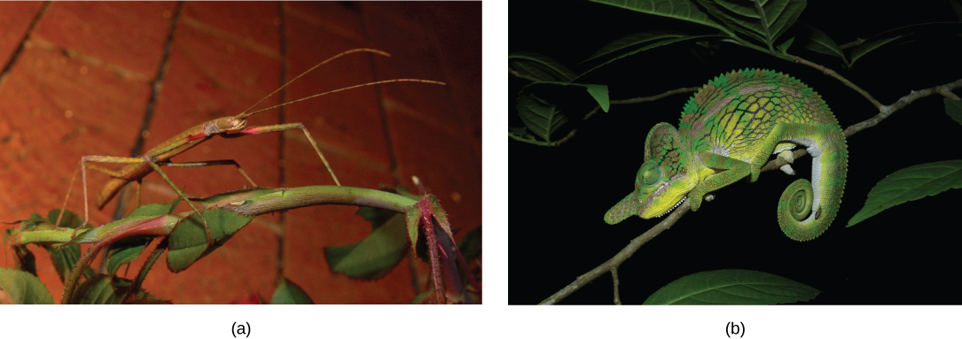 A brown and green walking stick with an elongated body (left) and a green chameleon with a coiled tail (right) blend with vegetation. 