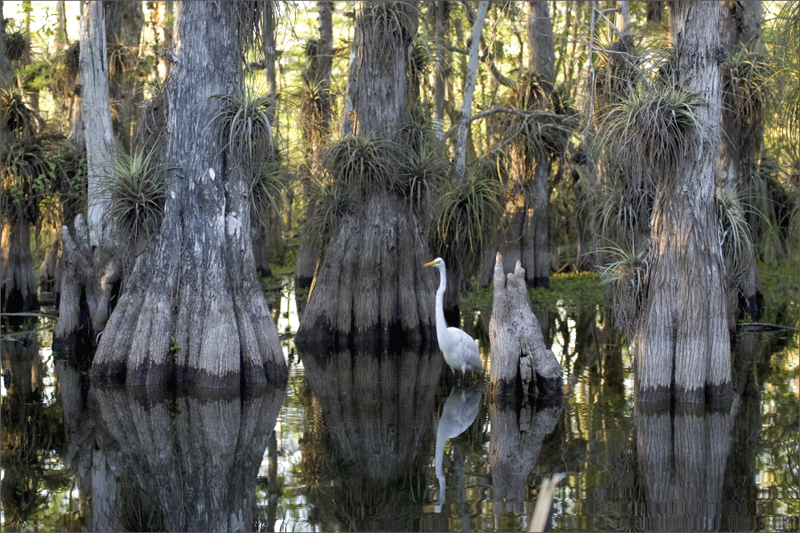 Bald cypress trees with epiphytes (Tillandsia) submerged in water with tall, white bird