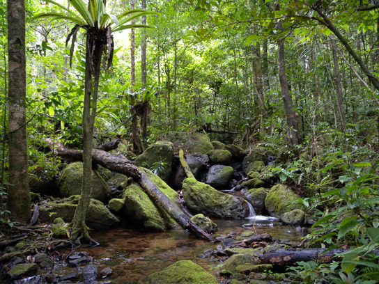 Lush vegetation in the tropical rain forest including moss, low-lying plants with broad leaves, and small trees.