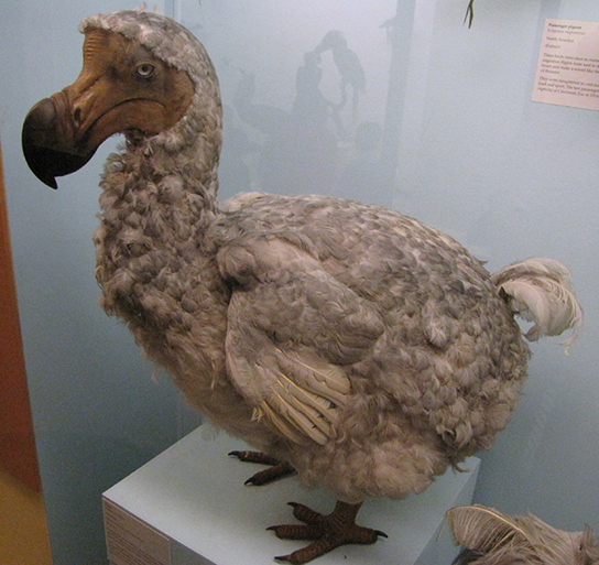 A mount of the now extinct dodo bird. It has a wide, round beak, and the top of the beak forms a hook. It has grayish, fluffy feathers and wide feet.