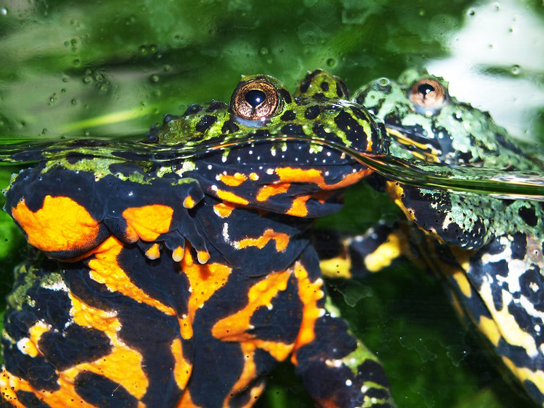 Un sapo de vientre de fuego con marcas anaranjadas brillantes y negras en la parte inferior de su cuerpo.