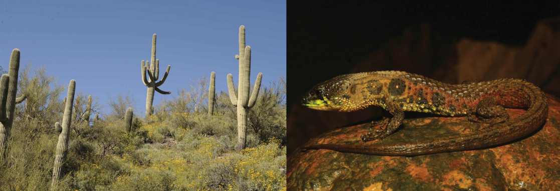 La photo de gauche montre de grands cactus saguaro ressemblant à des tiges et dotés de plusieurs bras, tandis que la photo de droite montre un lézard sur un rocher.