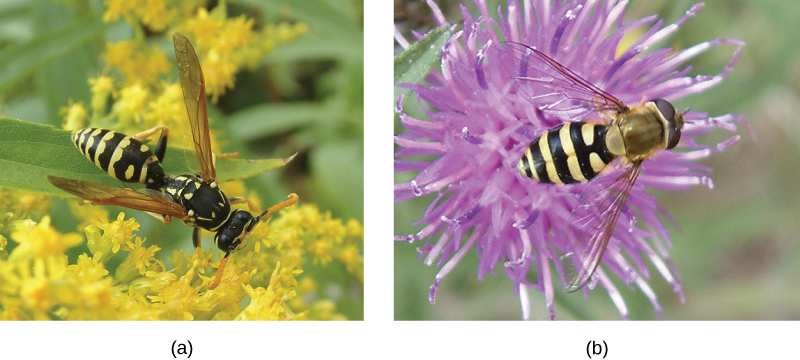 A wasp and hoverfly on different flowers. Both insects have transparent wings, smooth bodies, and black and yellow bands.