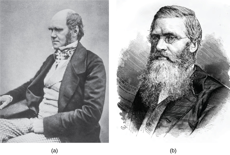 Image A shows a painting of Charles Darwin sitting while wearing a suit coat. Image b shows a painting of Alfred Wallace wearing glasses and a jacket with a long beard..