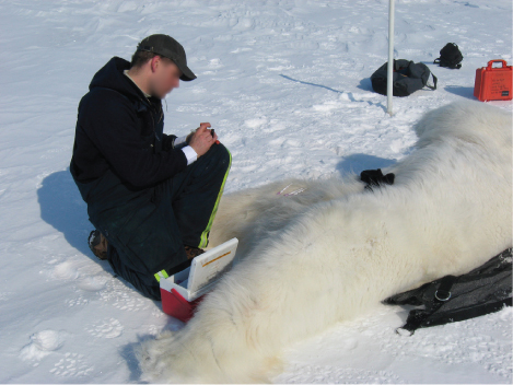 This photo shows a scientist next to a tranquilized polar bear laying on the snow.