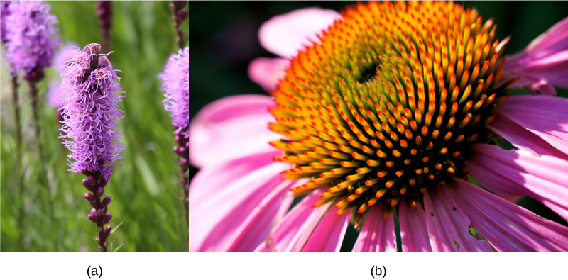 Photo a shows a Dense Blazing Star (Liatrus spicata), which has thin, scraggly purple blooms entangled together. Photo b shows a Purple Coneflower (Echinacea purpurea), with a large yellow center and purple petals..