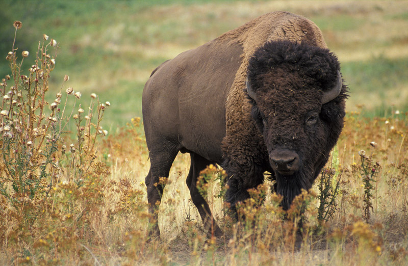 Un bisonte grande y marrón parado en un pastizal pardusco