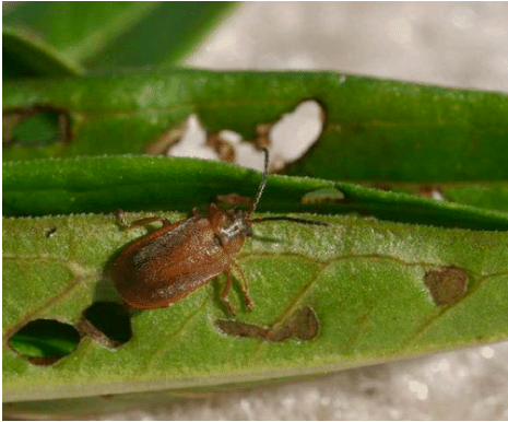 A brown beetle eats holes in a leaf