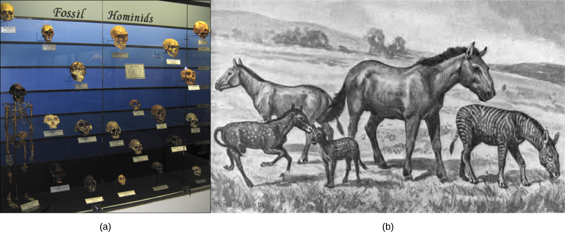 La photo A montre une exposition de crânes d'hominidés de taille et de forme variables dans un musée. L'illustration B montre cinq espèces éteintes apparentées et d'apparence similaire au cheval moderne. La taille de l'espèce varie de celle d'un cheval moderne à celle d'un chien de taille moyenne.
