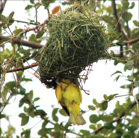 Este tejedor enmascarado sureño está construyendo un nido de material vegetal verde en un árbol. La porción inferior de esta ave amarilla es visible detrás del nido.