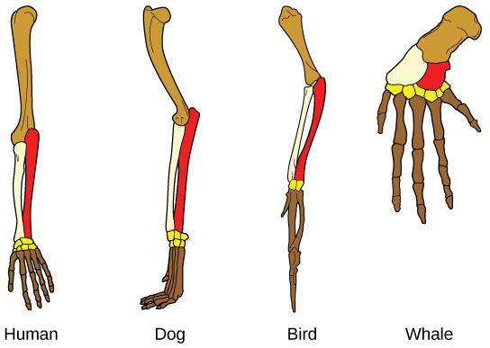 This illustration compares a human arm, dog and bird legs, and a whale flipper. All appendages have the same bones, but the size and shape of these bones vary.