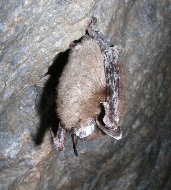 A little brown bat hanging upside down has white, powdery growth on its nose.