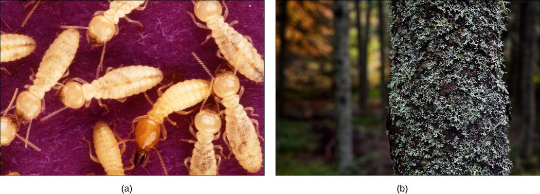 Varias termitas de color marrón claro con cuerpos segmentados y cabezas grandes (izquierda). El liquen borroso, azul-verde cubre el tronco de un árbol (derecha).