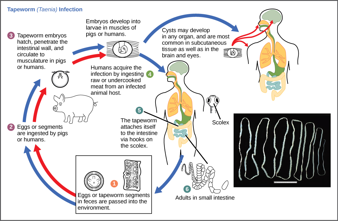 The life cycle of a tapeworm. Eggs develop into larvae in pigs. If humans eat undercooked pork, the larvae mature into adults in the intestine.