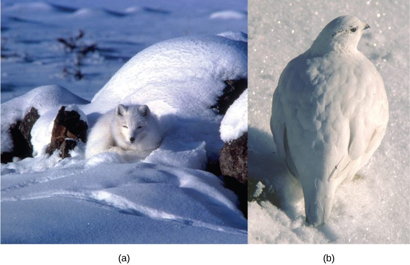 Photo a depicts an arctic fox with white fur sleeping on white snow, and photo b shows a ptarmigan with white plumage standing on white snow.