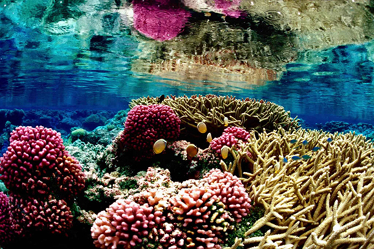 A coral reef, consisting of branching and brightly colored coral submerged in water