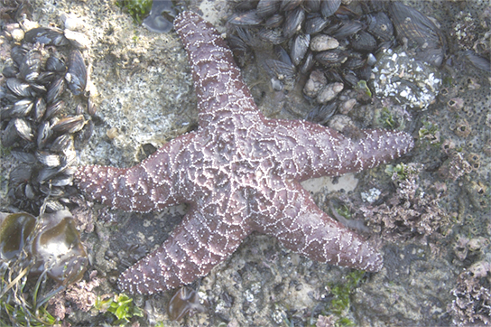 A reddish-brown sea star with five arm-like projections extending from the center