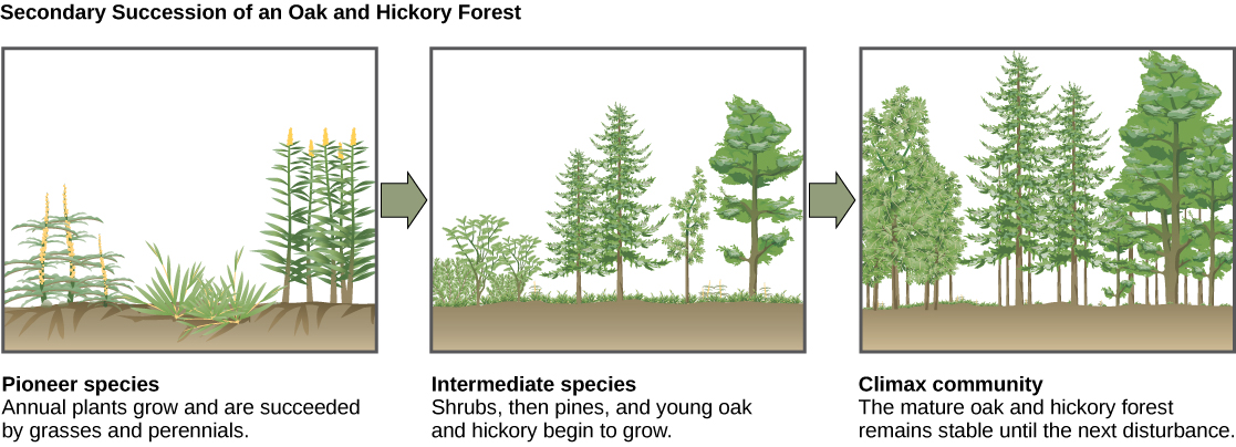 Three stages of secondary succession in an oak and hickory forest