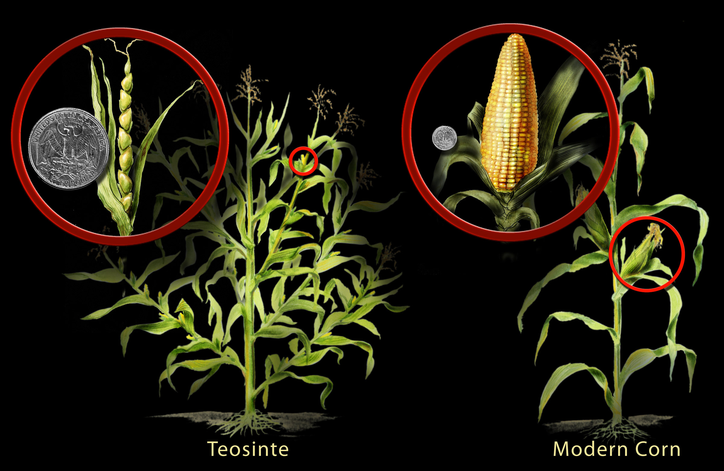 Teosinte and modern corn. The latter has much larger cobs with bigger, juicier, and yellower kernels.