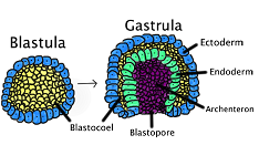 3: Cleavage and Gastrulation