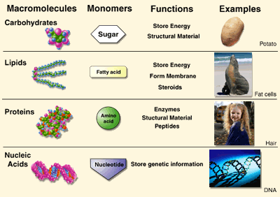 Lecture 04: Biomolecules