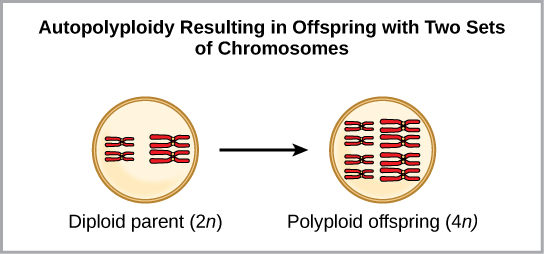 ينتج عن تعدد الصبغيات الذاتية ذرية بمجموعتين من الكروموسومات. في المثال الموضح، ينتج الوالد ثنائي الصيغة الصبغية (2n) نسلًا متعدد الصبغيات (4n).