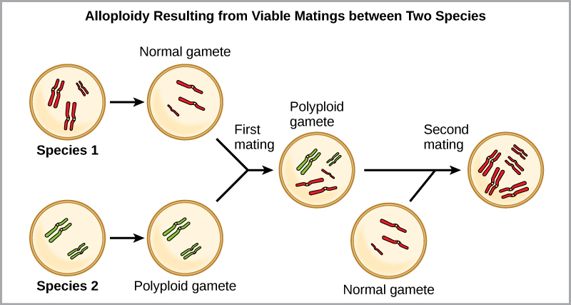 ينتج التحلل الصبغي عن التزاوج القابل للحياة بين نوعين بأعداد مختلفة من الكروموسومات. في المثال الموضح، يحتوي النوع الأول على ثلاثة أزواج من الكروموسومات، والنوع الثاني يحتوي على زوجين من الكروموسومات. عندما يندمج مشيج عادي من النوع الأول (بثلاثة كروموسومات) مع مشيج متعدد الصبغيات من النوع الثاني (مع زوجين من الكروموسومات)، ينتج عن ذلك زيجوت بسبعة كروموسومات. ينتج نسل من هذا التزاوج مشيجًا متعدد الصبغيات بسبعة كروموسومات. إذا اندمج هذا المشيج متعدد الصبغيات مع مشيج طبيعي من النوع الأول، بثلاثة كروموسومات، فسيكون لدى النسل الناتج عشرة كروموسومات قابلة للحياة.