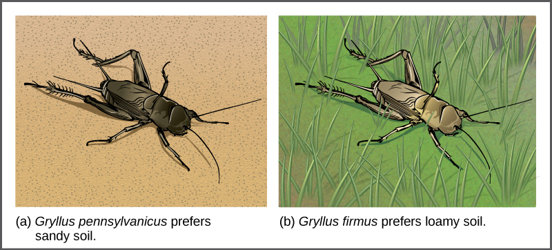 يُظهر الرسم التوضيحي A لعبة الكريكيت Gryllus pennsylvanicus السوداء على تربة رملية، بينما يُظهر الرسم التوضيحي B لعبة الكريكيت Gryllus firmus باللون البيج في العشب.