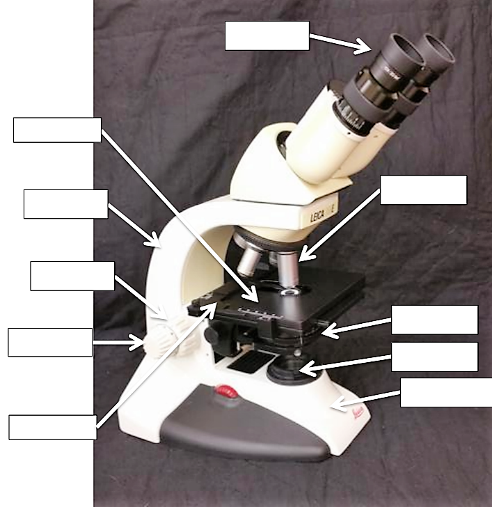 microscope diagram.png