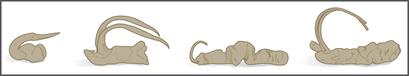 Les illustrations montrent quatre types différents d'organes reproducteurs de demoiselles. Chaque organe possède un crochet, mais la forme et la longueur du crochet varient, tout comme la forme de l'organe lui-même.