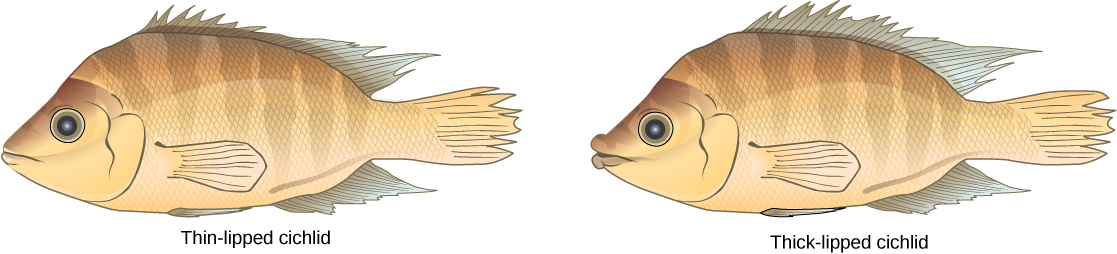 Les illustrations montrent deux espèces de cichlidés d'apparence similaire, sauf que l'une a des lèvres fines et l'autre des lèvres épaisses.